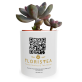 Branded Coffee Mug With Plant | Local Business Promotion Gifts Branded Coffee Mug With Plant | Local Business Promotion Gifts